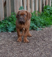 Du Chaitzyl - Dogue de Bordeaux - Portée née le 30/10/2015