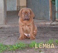 LEMBA